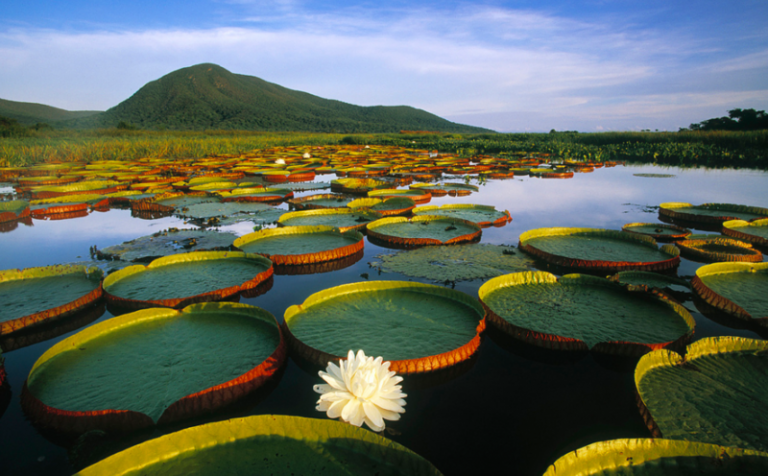 Pantanal, la plus grande zone humide du monde