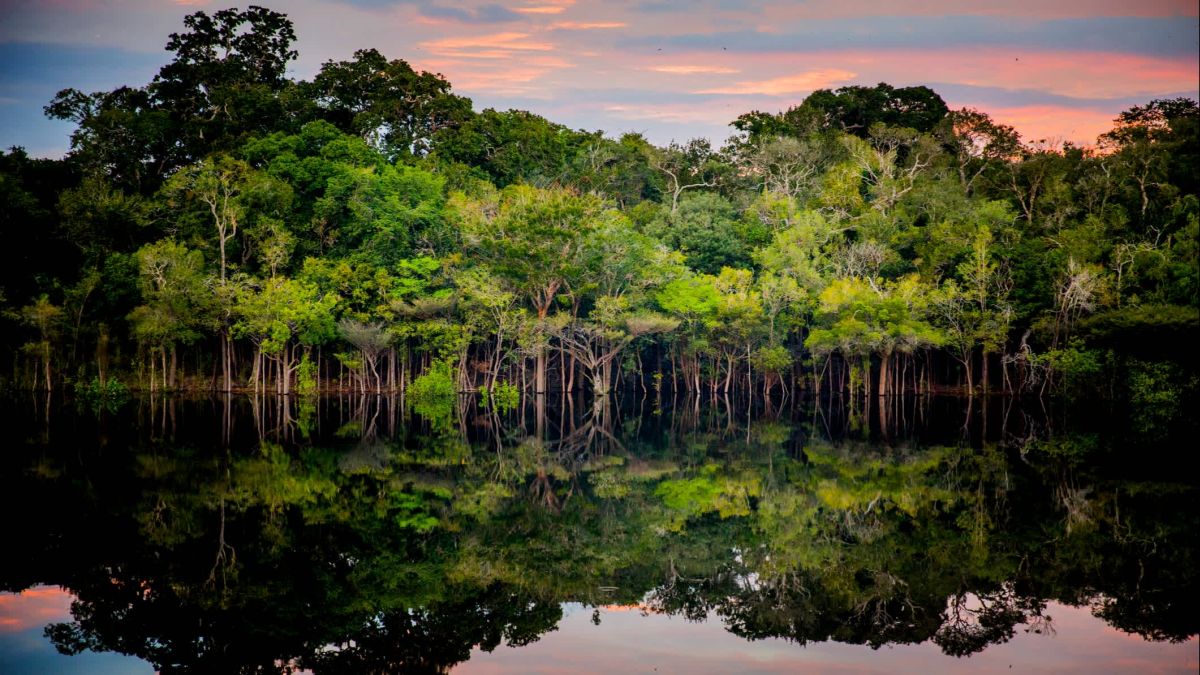 la forêt tropicale amazonienne