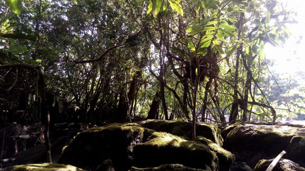 Tumucumaque