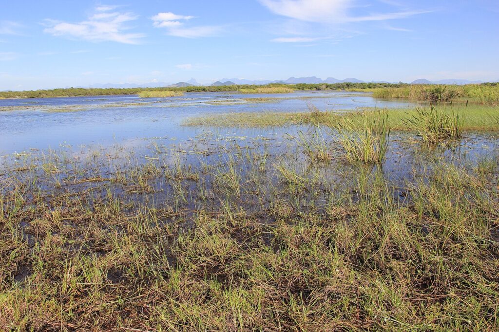 Restinga de Jurubatiba