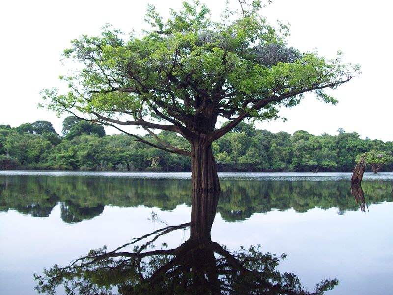 Anavilhanas